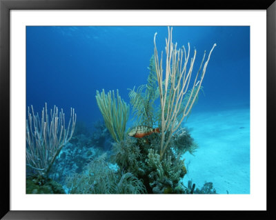 Coral Reef Scene Off The Coast Of Grand Turk Island by Wolcott Henry Pricing Limited Edition Print image