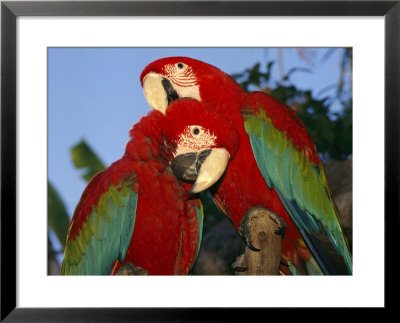Pair Of Captive Red-And-Green Macaws At Busch Gardens by Richard Nowitz Pricing Limited Edition Print image