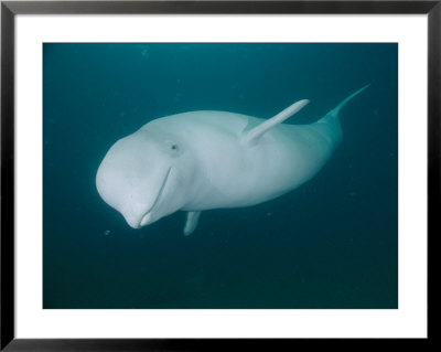 A Beluga Whale by Brian J. Skerry Pricing Limited Edition Print image