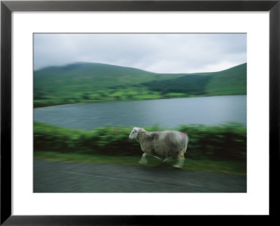 A Fast Moving Sheep Blurs By A Mountain Pond by Joel Sartore Pricing Limited Edition Print image