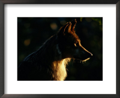 Adult Female Mexican Gray Wolf by Joel Sartore Pricing Limited Edition Print image