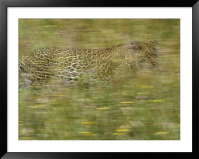 A Young Female Leopard Moving Through Tall Grasses by Michael Melford Pricing Limited Edition Print image