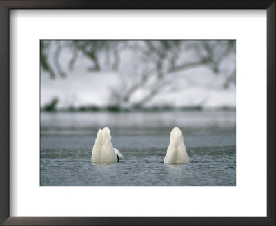 A Pair Of Trumpeter Swans Submerged In Water by Klaus Nigge Pricing Limited Edition Print image