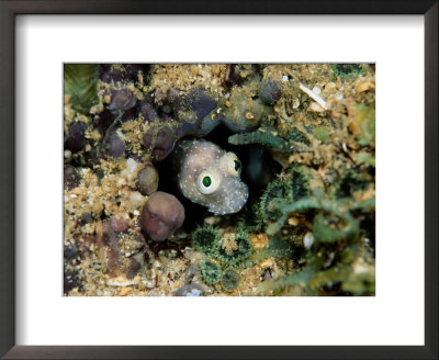 A Goby Fish Pokes Its Head Out From Its Hideaway by Wolcott Henry Pricing Limited Edition Print image