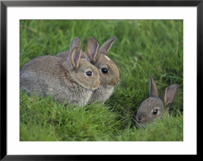 Young Rabbits (Oryctolagus Cuniculas), Outside Burrow, Teesdale, County Durham, England by Steve & Ann Toon Pricing Limited Edition Print image