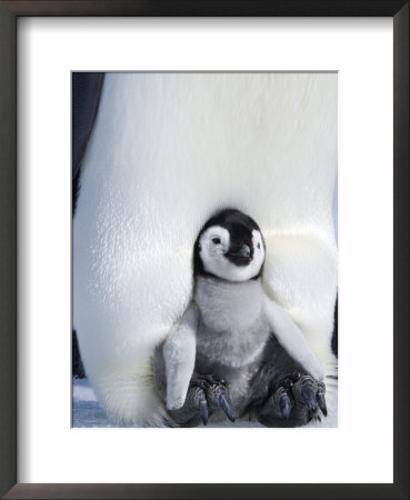 Emperor Penguin Chick (Aptenodytes Forsteri), Snow Hill Island, Weddell Sea, Antarctica by Thorsten Milse Pricing Limited Edition Print image