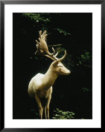 A White Fallow Stag In A Forest by James P. Blair Pricing Limited Edition Print image