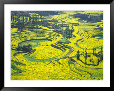Yellow Rape Flowers Cover Qianqiou Terraces, China by Charles Crust Pricing Limited Edition Print image