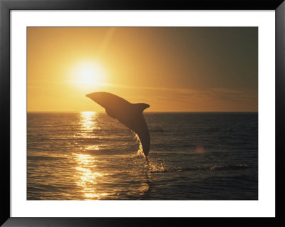 A Dusky Dolphin, Lagenorhynchus Obscurus, Leaps From The Water by Bill Curtsinger Pricing Limited Edition Print image