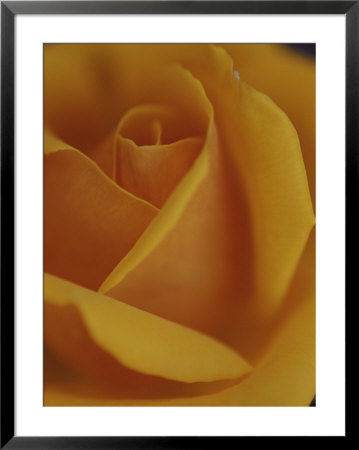 Close View Of Olympic Gold Rose by Jason Edwards Pricing Limited Edition Print image