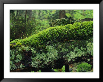 Woodland Mosses by Norbert Rosing Pricing Limited Edition Print image