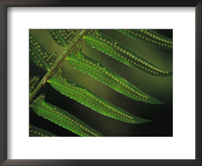 Fern Frond With Spore Cases Or Spori by Joel Sartore Pricing Limited Edition Print image