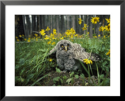 Great Gray Owlet On The Ground Amid Arnica And Grasses by Michael S. Quinton Pricing Limited Edition Print image