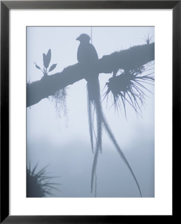A Male Resplendent Quetzal Is Silhouetted On Tree Branch Festooned With Air Plants by Steve Winter Pricing Limited Edition Print image