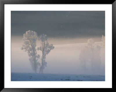 Frosty Cottonwood Trees In A Snowy Landscape by Tom Murphy Pricing Limited Edition Print image