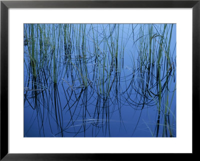 Aquatic Grasses Reflected In A Still Lake by Todd Gipstein Pricing Limited Edition Print image