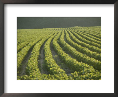 Soybean Crop Ready To Harvest In The Late Afternoon Sun by Brian Gordon Green Pricing Limited Edition Print image