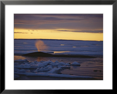 A Bowhead Whale Sprays Water From Its Blowhole by Paul Nicklen Pricing Limited Edition Print image