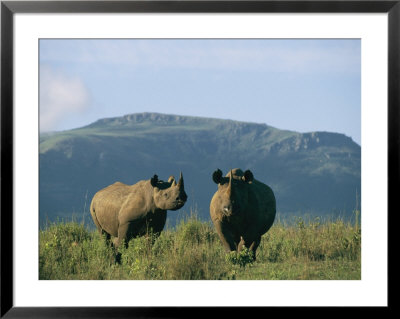 A Black Rhinoceros Cow And Her Calf by Chris Johns Pricing Limited Edition Print image