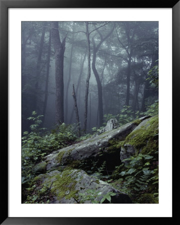 View Of A Wooded Hillside In The State Park by Bill Curtsinger Pricing Limited Edition Print image