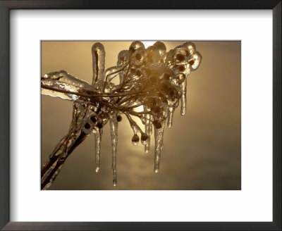 Ice-Coated Twig by Sam Abell Pricing Limited Edition Print image