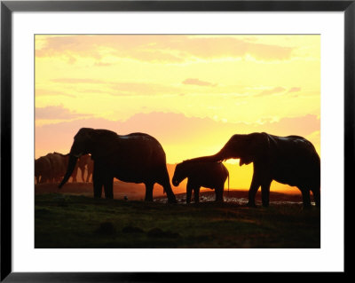 Elephants With Their Young At Twilight by Beverly Joubert Pricing Limited Edition Print image