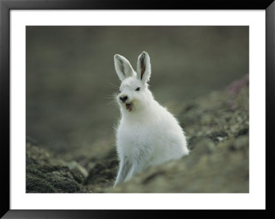 A Yawning Arctic Hare by John Dunn Pricing Limited Edition Print image