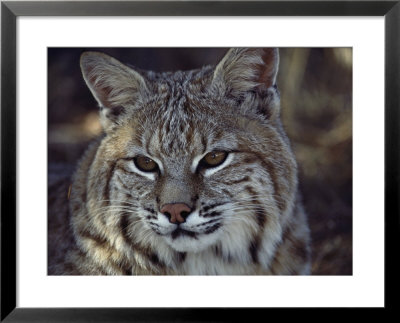 Close-Up Of A Bobcat by Dr. Maurice G. Hornocker Pricing Limited Edition Print image