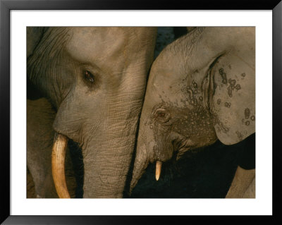 A Female Forest Elephant Bonds With Her Baby by Michael Fay Pricing Limited Edition Print image