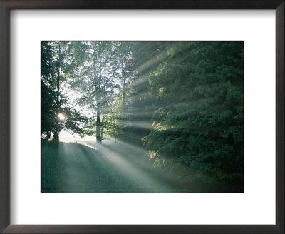 Morning Sunlight Casts Hazy Beams Through A Forest In Bavaria by Peter Carsten Pricing Limited Edition Print image