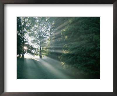 Morning Sunlight Casts Hazy Beams Through A Forest In Bavaria by Peter Carsten Pricing Limited Edition Print image