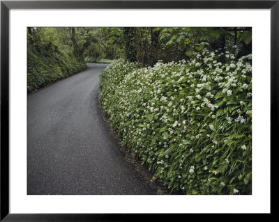 Hedges Along A Road In South Cornwall by Sam Abell Pricing Limited Edition Print image