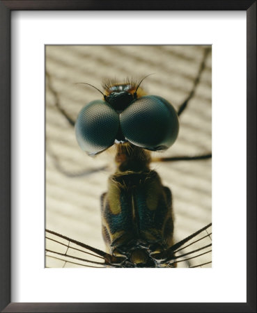 Portrait Shot Of A Dragonflys Face And Thorax by Darlyne A. Murawski Pricing Limited Edition Print image
