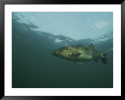 A Striped Bass, Morone Saxatilis, Swims Off The Coast by Bill Curtsinger Pricing Limited Edition Print image