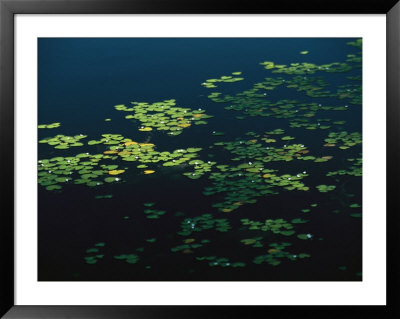 Heart-Shaped Water Lily Pads Floating On Calm Navy Blue Water by Raymond Gehman Pricing Limited Edition Print image
