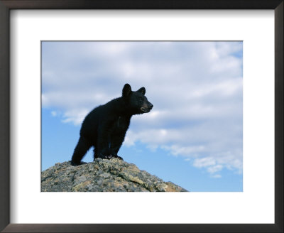 A Young American Black Bear Surveys The Countryside From Atop A Boulder by Norbert Rosing Pricing Limited Edition Print image
