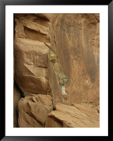 A Mountain Lion Soars Down The Side Of A Cliff by Norbert Rosing Pricing Limited Edition Print image