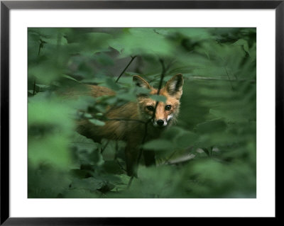 A Red Fox Peers Through Foliage by Phil Schermeister Pricing Limited Edition Print image