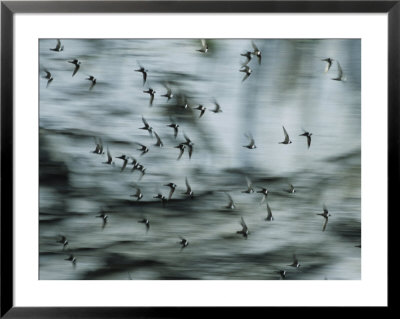 Swifts Fly Out Of The Cave by Stephen Alvarez Pricing Limited Edition Print image