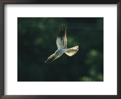 Raptor In Flight by Klaus Nigge Pricing Limited Edition Print image