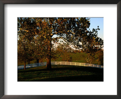 Sycamore Tree And Wood Fence At The Shaker Village At Pleasant Hill by Raymond Gehman Pricing Limited Edition Print image