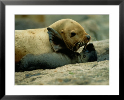 A Steller Sea Lion Cow Exchanges A Kiss With Her Pup by Joel Sartore Pricing Limited Edition Print image
