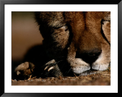 A Close View Of A Sleeping African Cheetahs Face by Chris Johns Pricing Limited Edition Print image