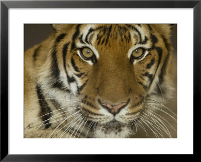 Siberian Tiger From The Omaha Zoo, Nebraska by Joel Sartore Pricing Limited Edition Print image
