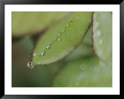 Close View Of Raindrops Running Down Rose Leaf by Jason Edwards Pricing Limited Edition Print image