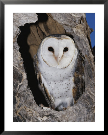 A Barn Owl In Its Roost In A Hollow Tree by Jason Edwards Pricing Limited Edition Print image