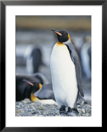 A King Penguin Stands On Pebbled Ground In A Rookery by Tom Murphy Pricing Limited Edition Print image