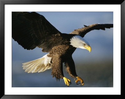 An American Bald Eagle Lunges Toward Its Prey Below The Water by Klaus Nigge Pricing Limited Edition Print image