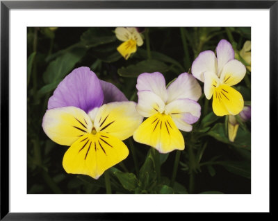 Close View Of Pansy Blossoms by Darlyne A. Murawski Pricing Limited Edition Print image
