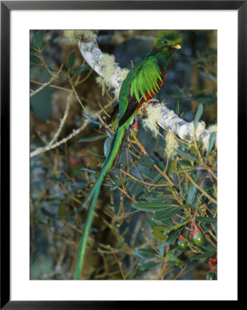 View Of A Male Resplendent Quetzal (Pharomachrus Mocinno Costricensis) by Roy Toft Pricing Limited Edition Print image